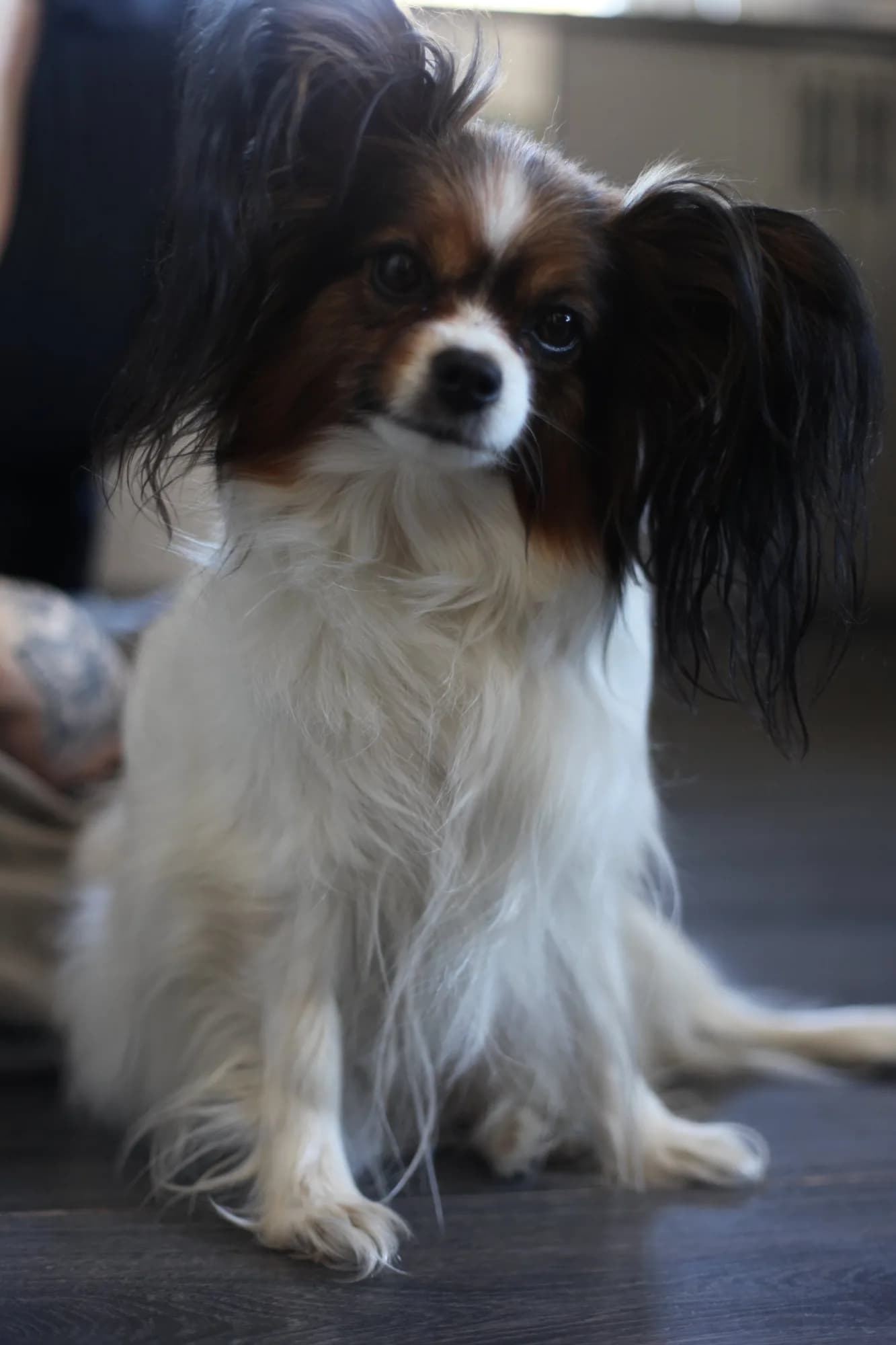 Lilja