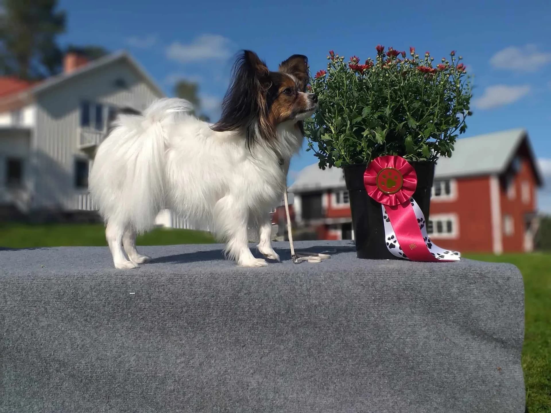 Lilja